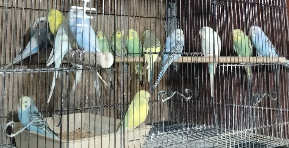 Попугай волнистый