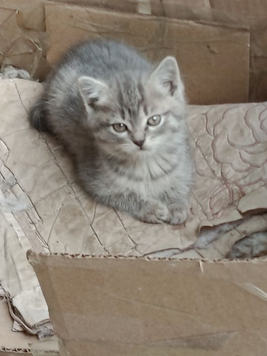 Отдам котят в добрые руки бесплатно