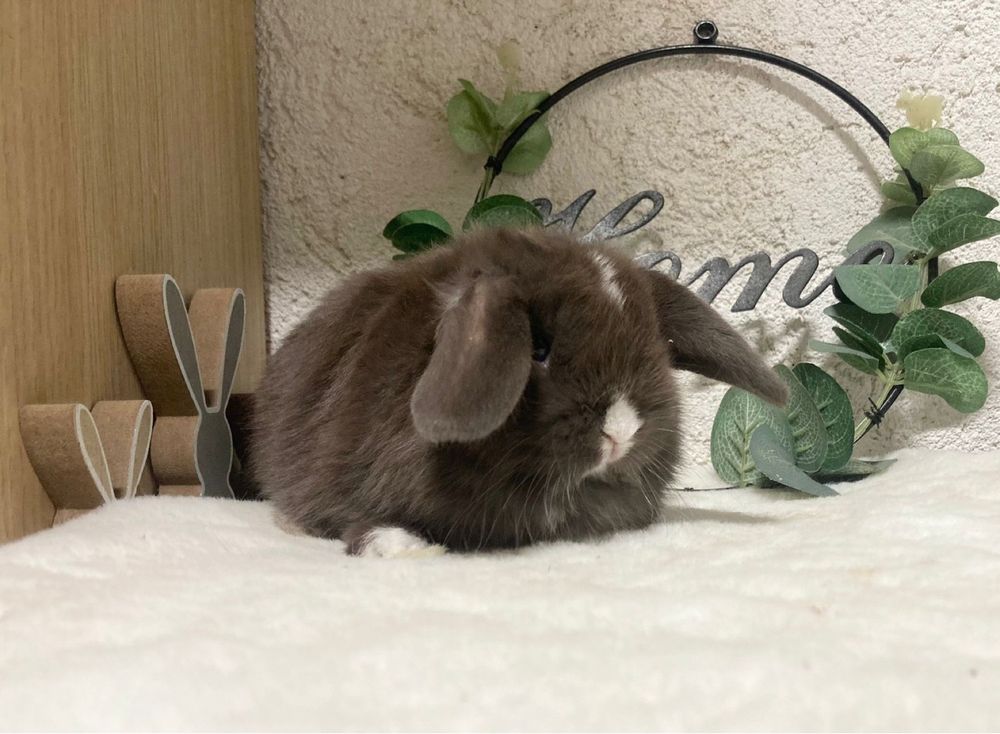 Iepuri pitici de companie berbec pitic/mini lop/holland lop
