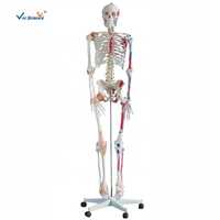 Медицинский скелет человека, 180 см