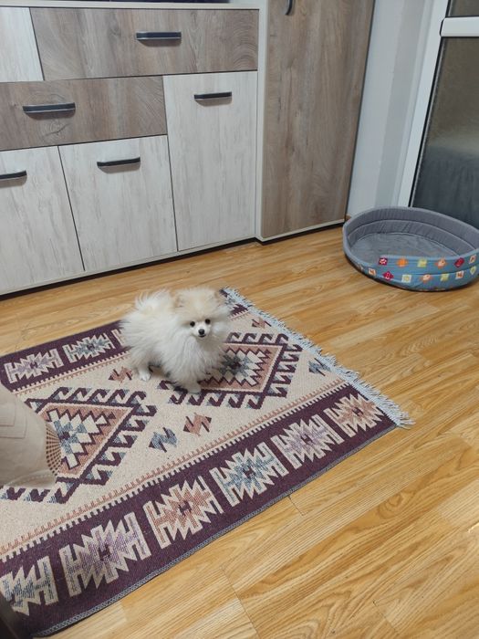 Померан-Мини Шпиц