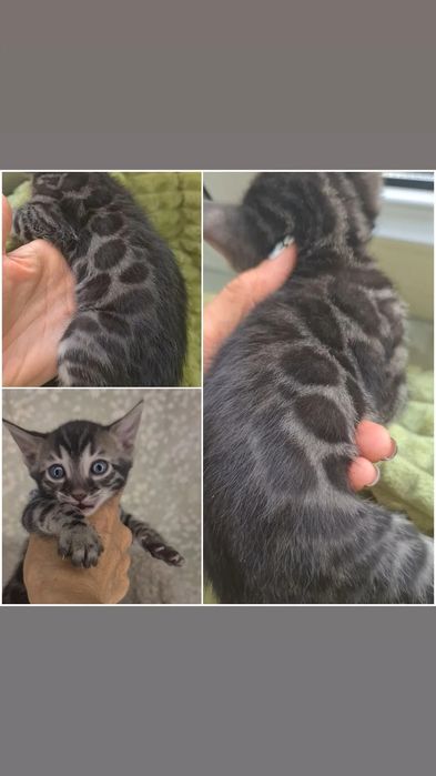 Кошечка в эксклюзивном угольном окрасе