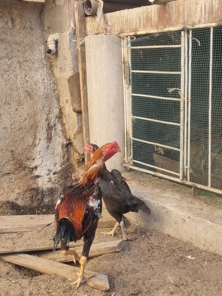 Kulangi xuroz mokyoni bilan