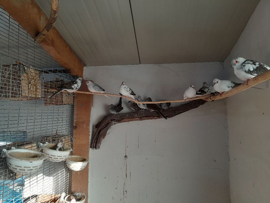 Диамантени гугутки