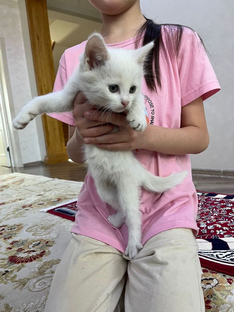 Котенок, 2 месяца