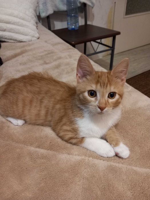 Подарявам мъжко коте