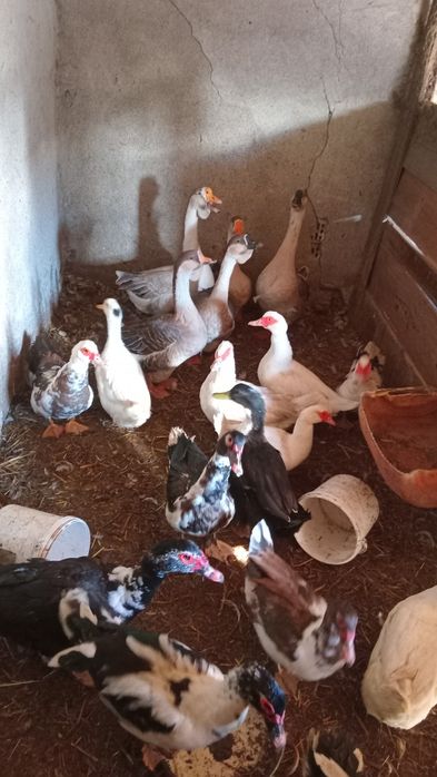 Schimb pe oi sau vaci cu lapte