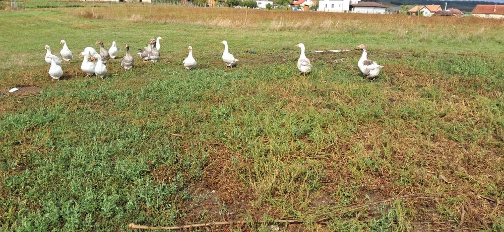Gaste de  carne de un an.De  vânzare