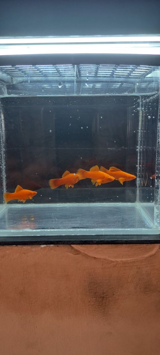 Pesti de acvariu Xyfo blodred juvenili crescuți cu apa de rețea .
