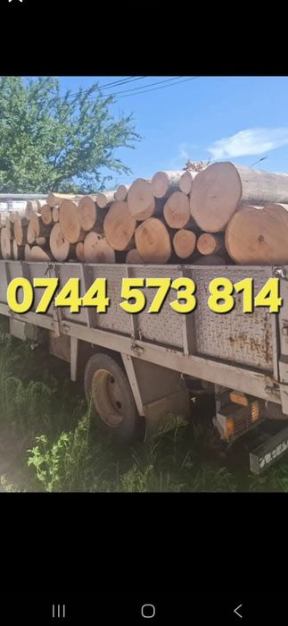 Nuci Chandler Nuci forestier Lemn foc Ciresi/Gisella Aluni Micorizati