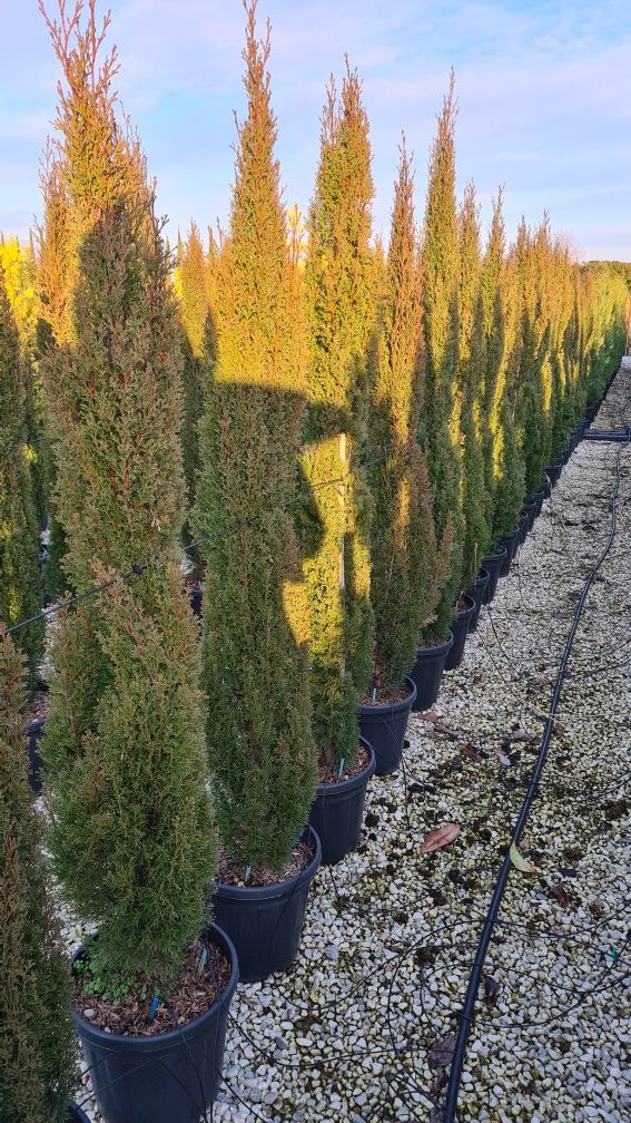 Buxus globular si cupressus sempervires