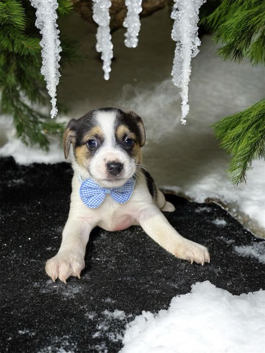 Donez puiuți de cățeluș – căutăm familii responsabile și iubitoare