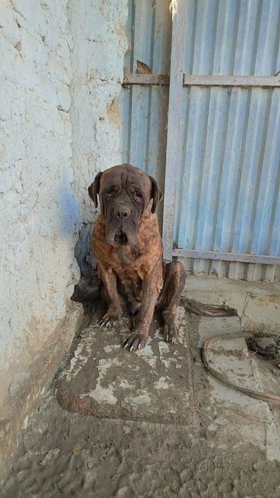 mastiff sotiladi urĝochi