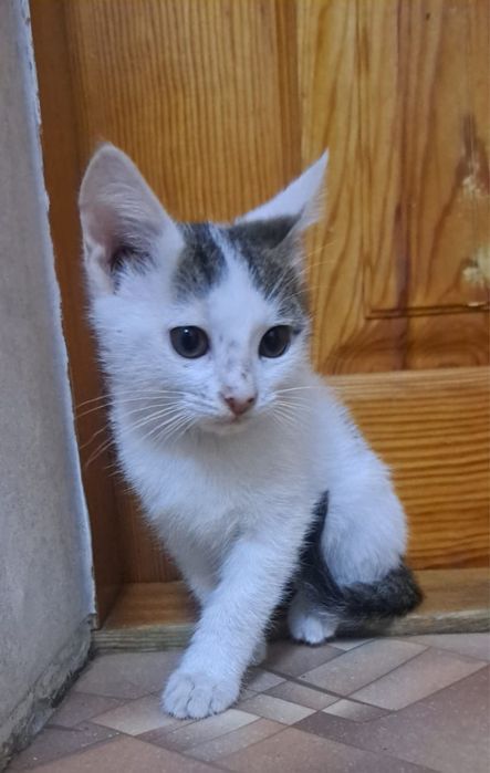 Котята бесплатно