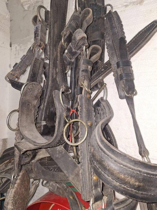 Căruță de cai si doua hamuri