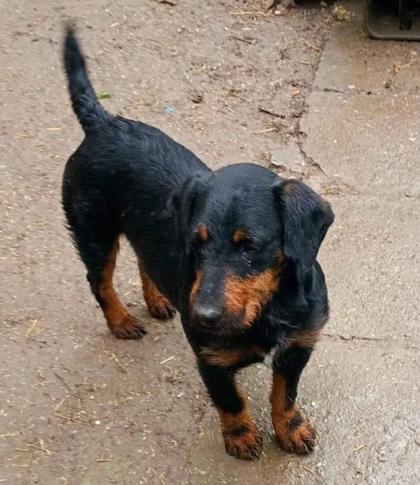 Câini pentru adoptie