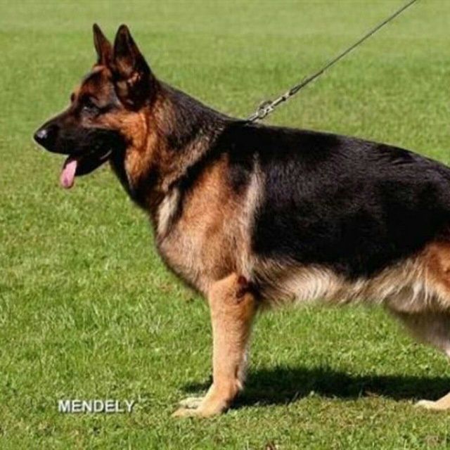 Nemichiski afcharka sotiladi manzil.navoyda sog'lom