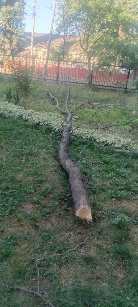 Дрова бесплатно самовывоз