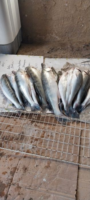 Продам рыба местная свежая.