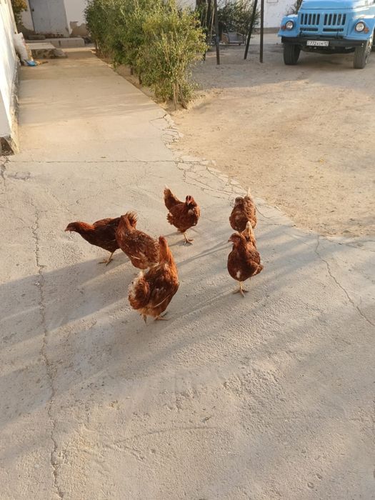 Тауык петух тауық