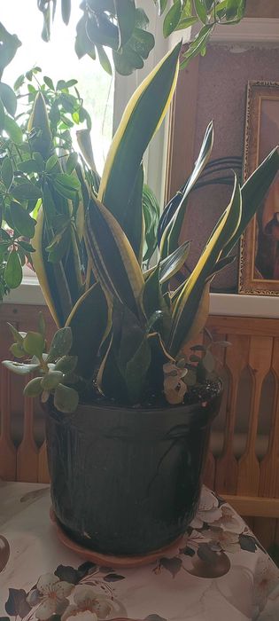 Цветок с отростками