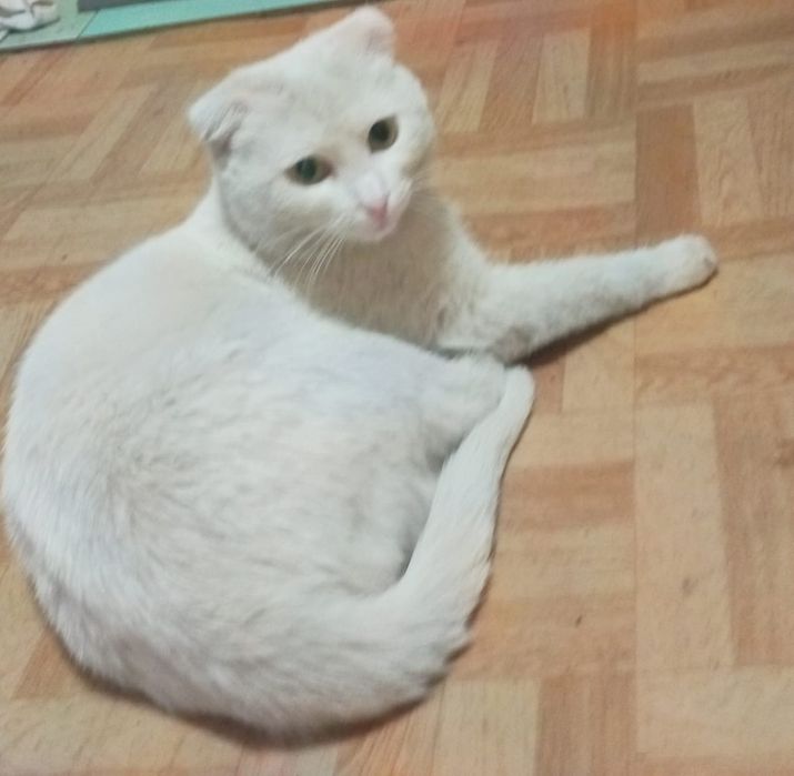 Продам     кошек