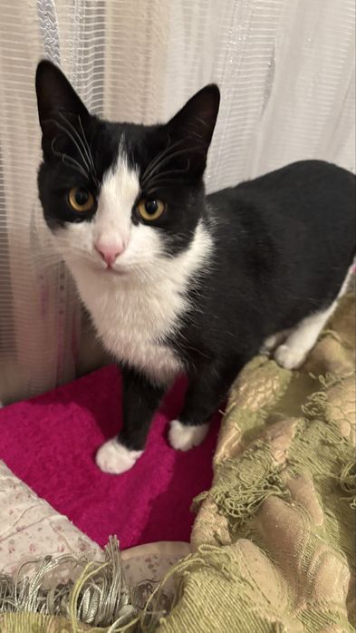 7 месячные котята