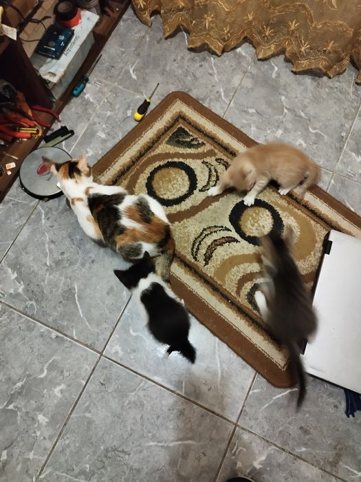 Donez pisicuți ,au doua luni,3 baieti si o pisicuta,mănâncă singuri ,f