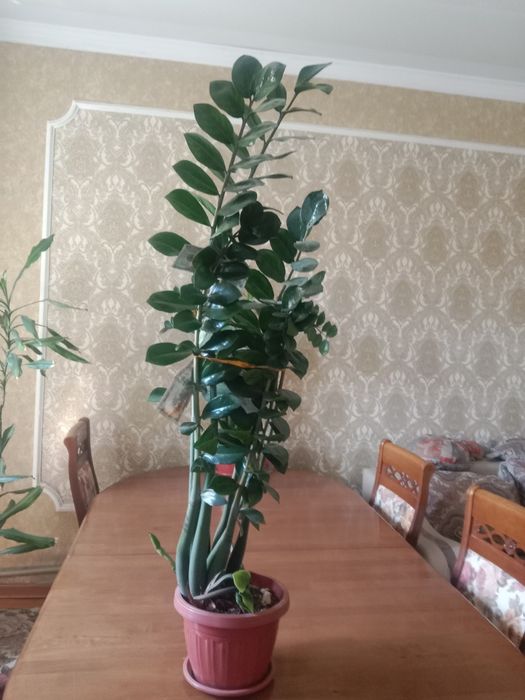 Комнатные растения, долларовое дерево