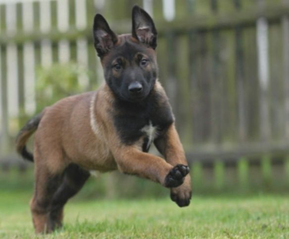 Бельгийская авчарка