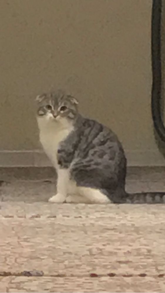Продаю котенка мяу