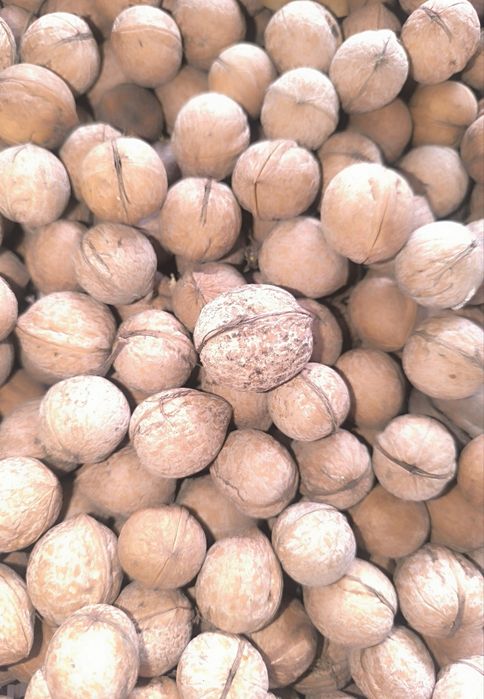 Греческий орехи, жангак