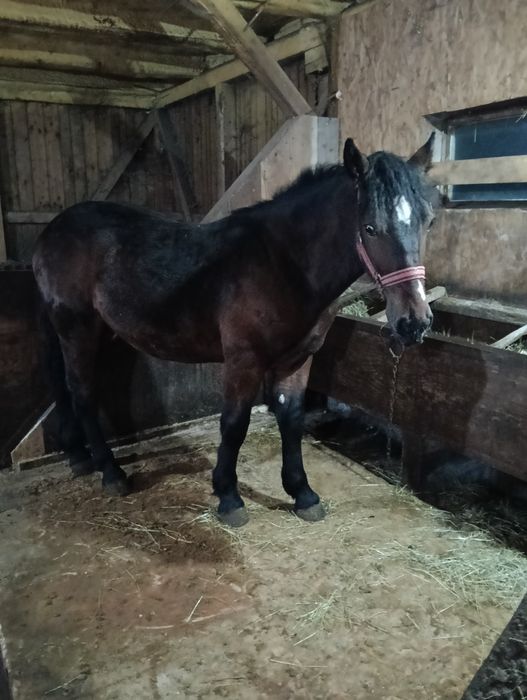 Vând doi armăsari cu vârsta de 2 și 3 ani