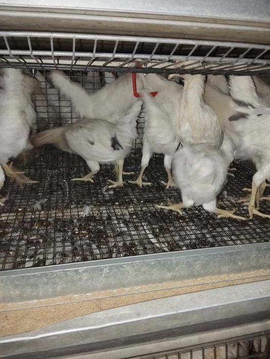 Vaksinalar boʻlgan sogʻlom