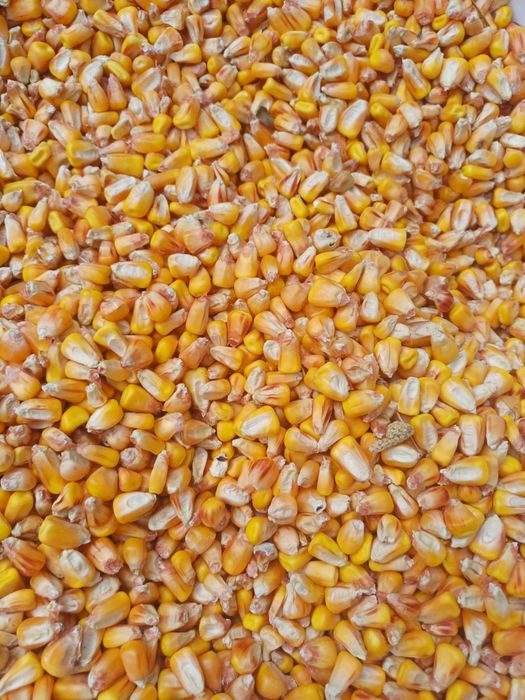 Vand porumb boabe si grau din 2025