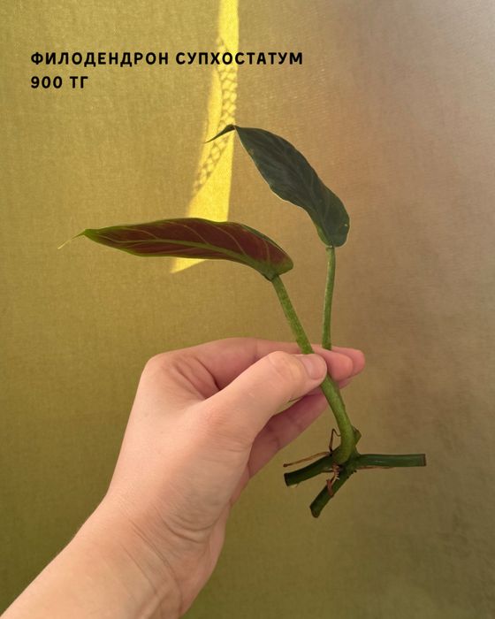 Разные комнатные растерия