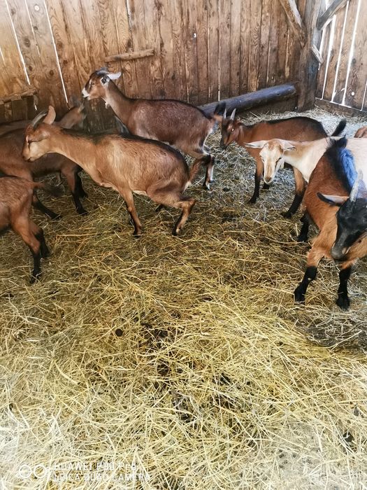 Vând 100 de capre alpina și metis