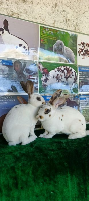 Рекс триколор куёнлари