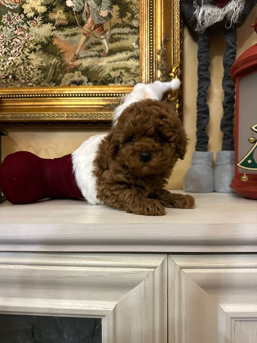 Mascul pudel talie mica (toy)