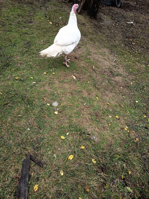 Curcani rasa de carne