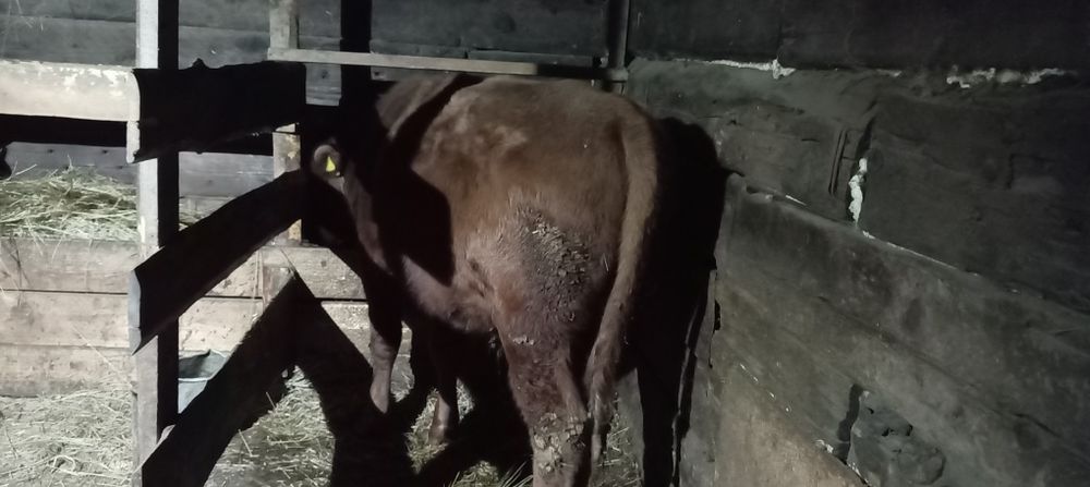 Продам быка 1.4 год