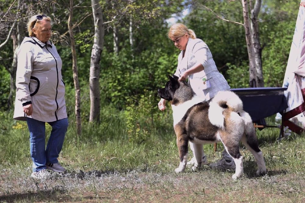 Американская акита вязка