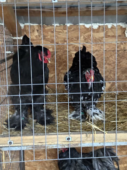 Disponibile Pasari brahma