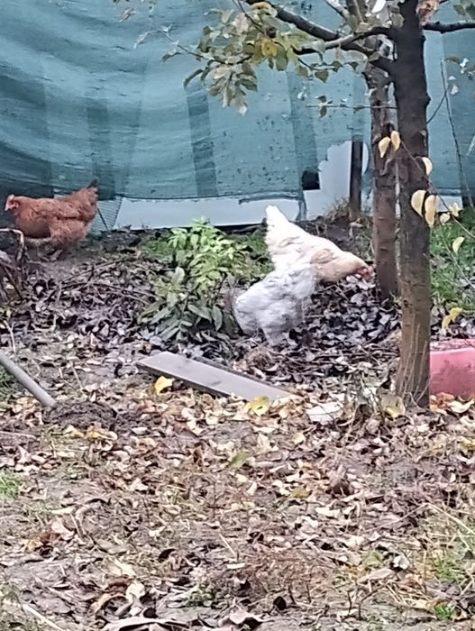 Vand găini de casă  crescute ci porumb .