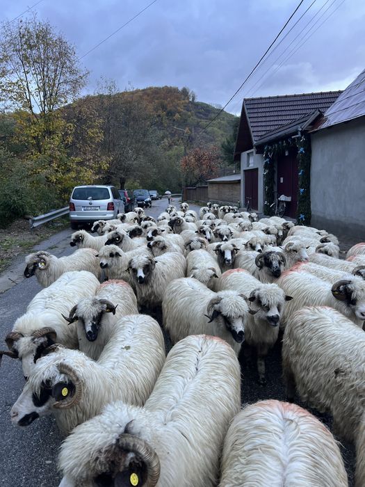 Vând 65 de oi , si 6 berbeci