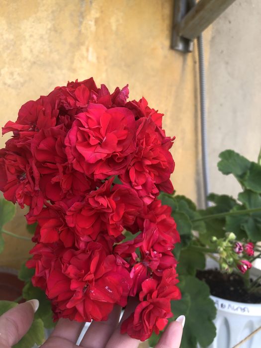 Продам черенки сортовых пеларгоний