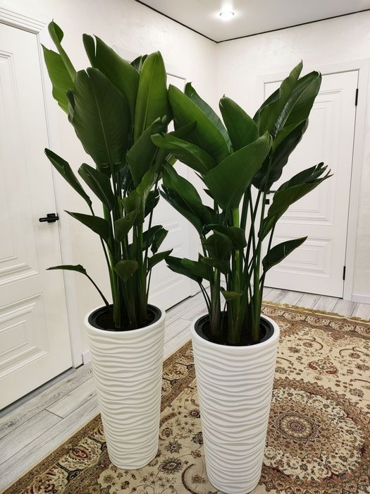 Растения для офиса, доставка