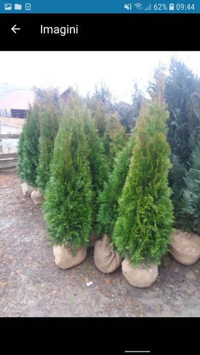 Vand tuia smarald spirale pon pon magnolia gazon rulou pt det sunați