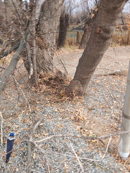 Утин болор сотилади