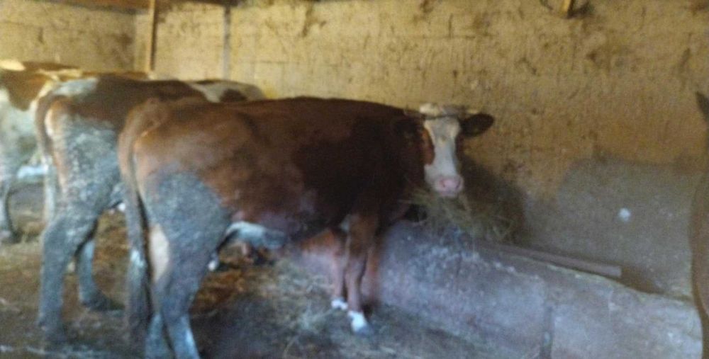 Vând doua vaci gestante